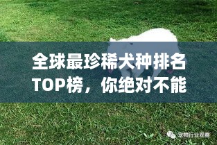 全球最珍稀犬種排名TOP榜，你絕對不能錯過(guò)！